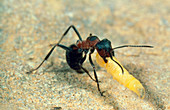 Blood-red ant with its prey