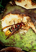 Adult hornet wasp,Vespa crabro,eating fruit