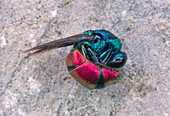 Macrophoto of a fire cuckoo wasp playing dead