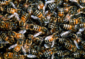 Close-up of a swarm of honey bees (Apis mellifera)
