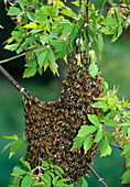 Swarm of honey bees (Apis mellifera) on a tree