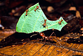 Leafcutter ant (Atta sp.) bringing leaf to nest