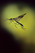 High-speed photo of a sawfly in flight