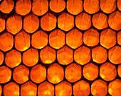 View of honeycomb of the honey bee,Apis mellifera