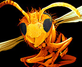 Coloured SEM of a wasp (Vespa sp.) in flight