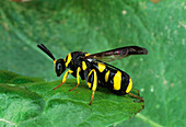 Chalcid wasp