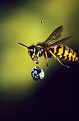 Common wasp