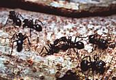 Ant communication
