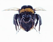 Flying bee