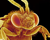 Bee head,SEM