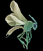 Female parasitoid wasp,SEM