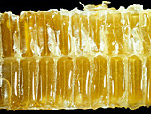 Honeycomb