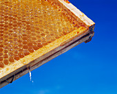 Honeycomb