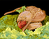 Honey bee hatching,SEM