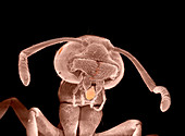 Ant carrying aphid egg,SEM