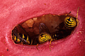Wasps in a rotting apple