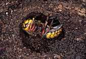 Hibernating queen hornet
