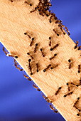 Red imported fire ants on wooden stick