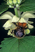 Carder bee pollinating dead nettle flower