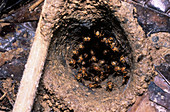 Bees' nest on the forest floor