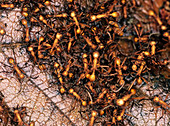 Army ants