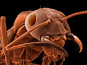 Red-barbed ant,SEM