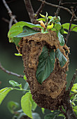 Cocktail ant nest