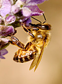 Honey bee collecting nectar