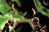 Ants interacting,computer artwork