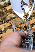 Honeybee shipment