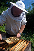 Beekeeper holding a brood frame