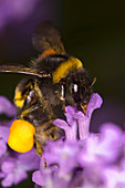 Bumble bee feeding