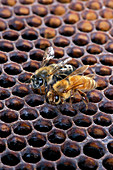 Africanised and European honey bees