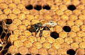 Honey bee with Varroa mites