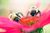 Bees feeding