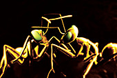 Ants fighting