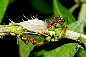 Ants collecting nectar