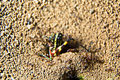 Ants with a killed grasshopper