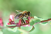 Honeybee feeding