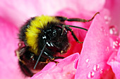 Bumble bee feeding