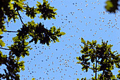 Honeybees swarming