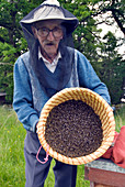 Beekeeper collecting swarming honeybees