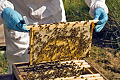 Honeybee brood frame