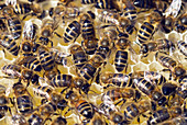 Honeybees on honeycomb