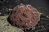 Floating fire ant colony