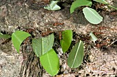 Leafcutter ants carrying leaves