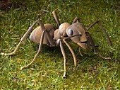 Heathland ant,SEM