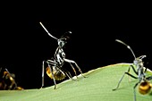 Ant defending itself