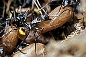 Ants evacuating their nest