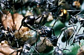 Polyrhachis laboriosa ant queen